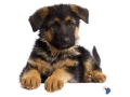 purebred-german-shepherd-puppies-small-0