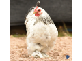 poulet-brahma-pantalon-chicken-chicks-small-0
